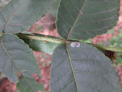 Phyllosphingia dissimilis