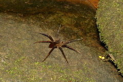 Dolomedes raptor