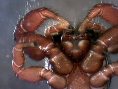 Metacyrba taeniola similis