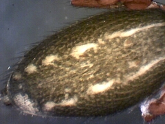 Metacyrba taeniola similis