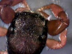 Metacyrba taeniola similis