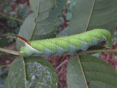 Phyllosphingia dissimilis