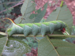 Phyllosphingia dissimilis