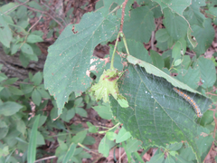 Corylus heterophylla