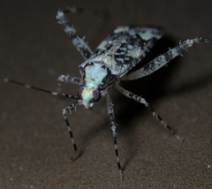 Phytocoris tiliae