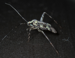 Phytocoris tiliae