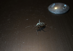 Phytocoris tiliae