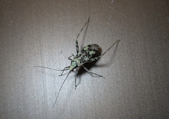 Phytocoris tiliae