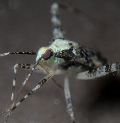 Phytocoris tiliae