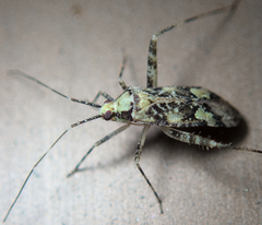 Phytocoris tiliae