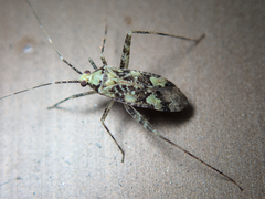 Phytocoris tiliae