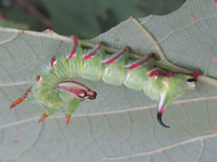 Lophocosma atriplaga