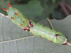 Lophocosma atriplaga