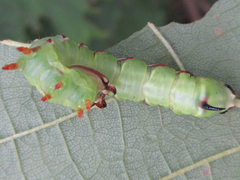 Lophocosma atriplaga