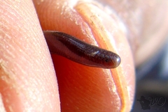 Epictia