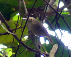 Myrmotherula unicolor