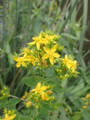 Hypericum tetrapterum