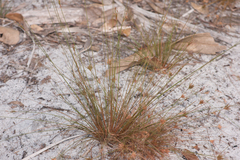 Bulbostylis ciliatifolia