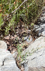 Epilobium glaberrimum glaberrimum