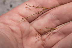 Bulbostylis ciliatifolia