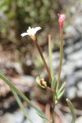 Epilobium glaberrimum glaberrimum