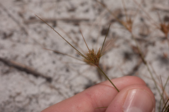 Bulbostylis ciliatifolia