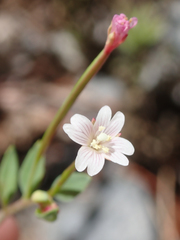 Epilobium glaberrimum glaberrimum