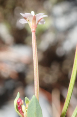 Epilobium glaberrimum glaberrimum