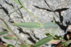 Epilobium glaberrimum glaberrimum