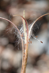 Epilobium glaberrimum glaberrimum
