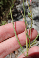Epilobium glaberrimum glaberrimum