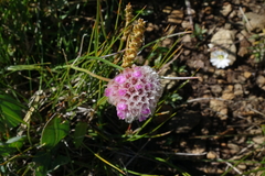Armeria maritima sibirica
