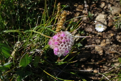 Armeria maritima sibirica