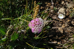 Armeria maritima sibirica
