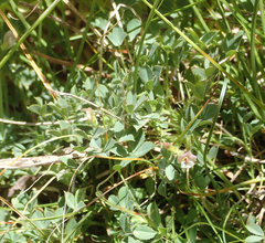 Trifolium monanthum