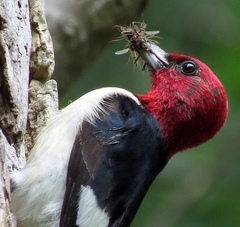 Melanerpes erythrocephalus