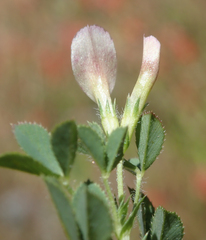 Trifolium monanthum
