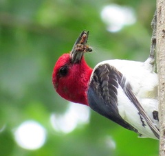 Melanerpes erythrocephalus