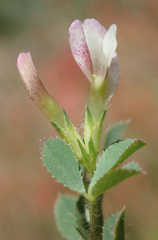 Trifolium monanthum