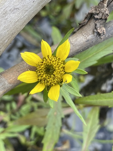 Nodding beggartick (Bidens cernua)