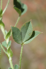 Trifolium monanthum