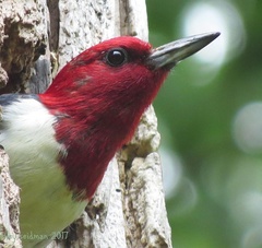 Melanerpes erythrocephalus