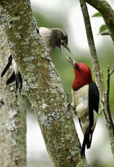 Melanerpes erythrocephalus