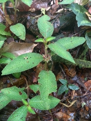 Nautilocalyx pictus