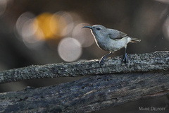 Cinnyris chalybeus albilateralis