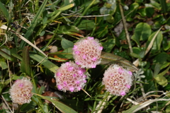 Armeria maritima sibirica