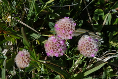 Armeria maritima sibirica