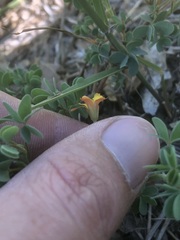 Oxalis albicans