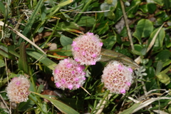 Armeria maritima sibirica