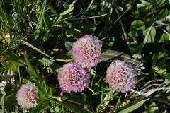 Armeria maritima sibirica